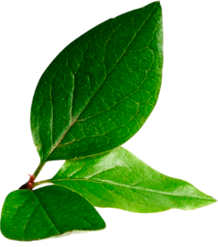 Comercio justo y conciencia ambiental en Ecuador