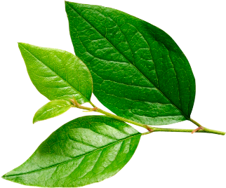 Conciencia ambiental con alimentos sostenibles en Ecuador