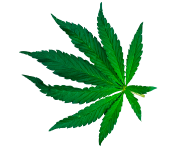 Marihuana CBD para bebidas saborizadas no psicoactivas