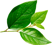 Conciencia ambiental con alimentos sostenibles en Ecuador